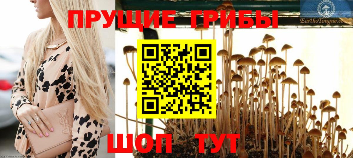 Печора  Галлюциногенные грибы Psilocybe  Вход с VPN 